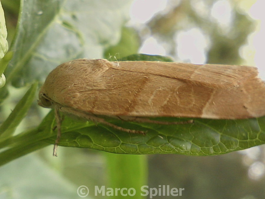 Falena da identificare